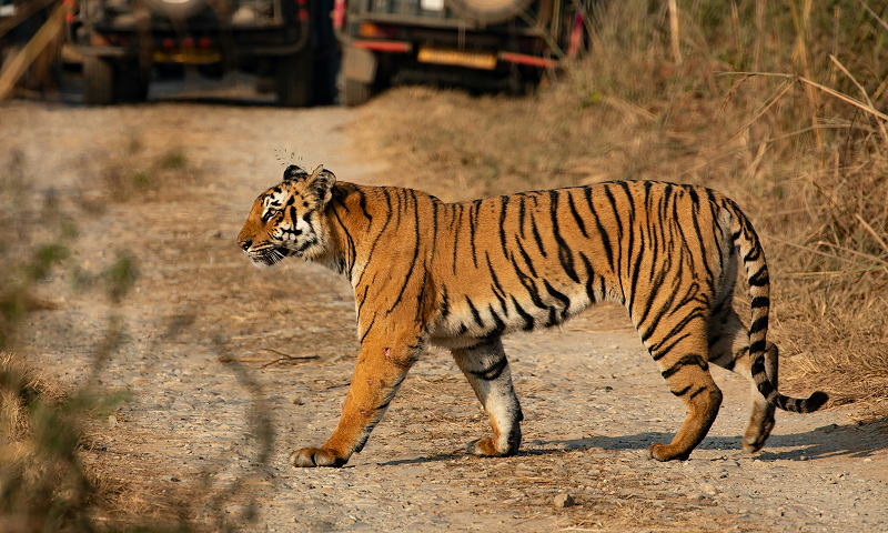 Jim Corbett Safari Guide