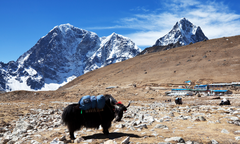 Save Big: Plan Your Kailash Mansarovar Yatra at the Lowest Cost in 2026 – Details Inside