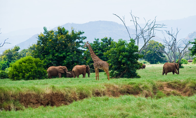Binsar Wildlife Sanctuary Travel Guide